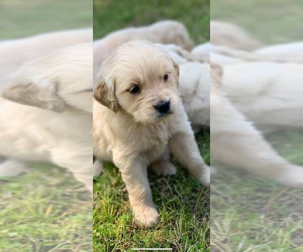Medium Photo #1 Golden Retriever Puppy For Sale in BLOOMBURG, TX, USA