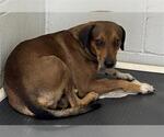 BENJAMIN - Male Dachshund-Rhodesian Ridgeback Mix Dog for Adoption - Small photo