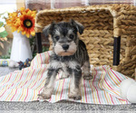 Evelyn - Female Schnauzer (Miniature) Puppy for Sale - Photo #5