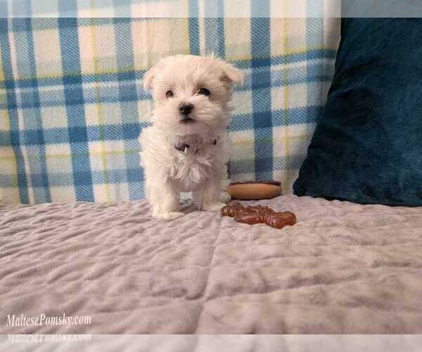 Medium Photo #10 Maltese Puppy For Sale in OCALA, FL, USA