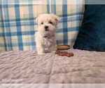 Small Photo #10 Maltese Puppy For Sale in OCALA, FL, USA