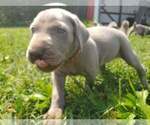 Small Photo #7 Weimaraner Puppy For Sale in SOCIAL CIRCLE, GA, USA