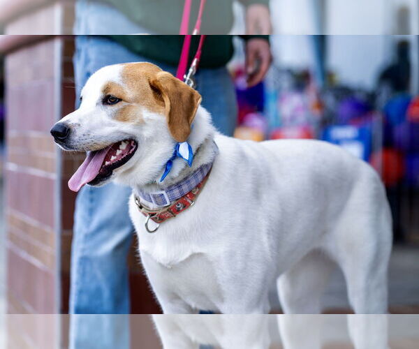 Medium Photo #16 Great Pyrenees-Unknown Mix Puppy For Sale in Mount Laurel, NJ, USA