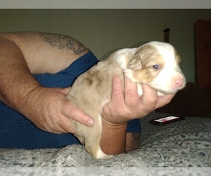 Australian Shepherd Puppy for sale in ORCHARD, CO, USA