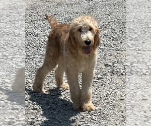 Irish Doodle Puppy for sale in DUNDEE, OH, USA