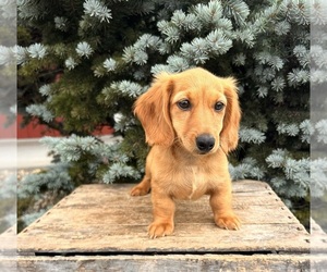 Dachshund Puppy for sale in MIDDLEBURY, IN, USA