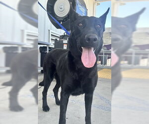 German Shepherd Dog Dogs for adoption in Bakersfield, CA, USA