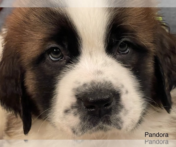 Medium Photo #1 Saint Bernard Puppy For Sale in SAVANNAH, MO, USA