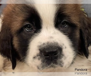 Saint Bernard Puppy for Sale in SAVANNAH, Missouri USA