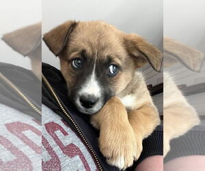 Retriever -Unknown Mix Dogs for adoption in Aurora, IN, USA