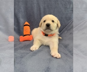 Golden Labrador Puppy for sale in LIVE OAK, FL, USA