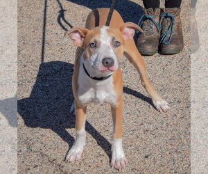 Zola - Female American Staffordshire Terrier Dog for Adoption - Photo #3