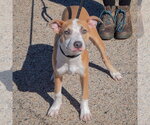 Small Photo #3 American Staffordshire Terrier Puppy For Sale in Huntley, IL, USA