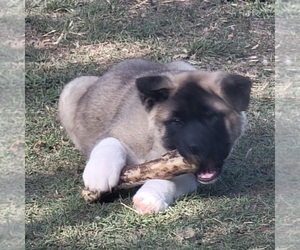 Akita Puppy for sale in WEATHERFORD, TX, USA