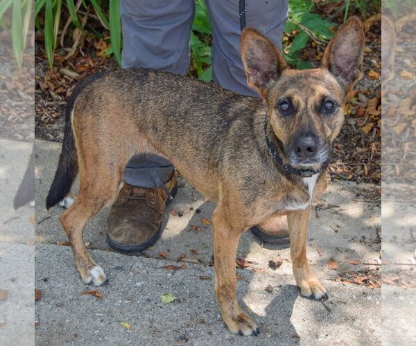 Medium Photo #3 Holland Shepherd-Unknown Mix Puppy For Sale in Huntley, IL, USA