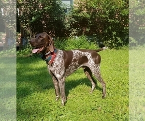 Father of the German Shorthaired Pointer puppies born on 06/14/2021