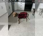 Small Photo #3 Rhodesian Ridgeback-Unknown Mix Puppy For Sale in Uwchlan, PA, USA