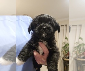 Shorkie Tzu Puppy for sale in SICILY ISLAND, LA, USA