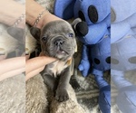 Small Photo #6 French Bulldog Puppy For Sale in CROWNSVILLE, MD, USA