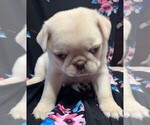 Small #5 Pug