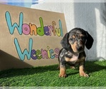 Small Photo #7 Dachshund Puppy For Sale in DAYTONA BEACH, FL, USA