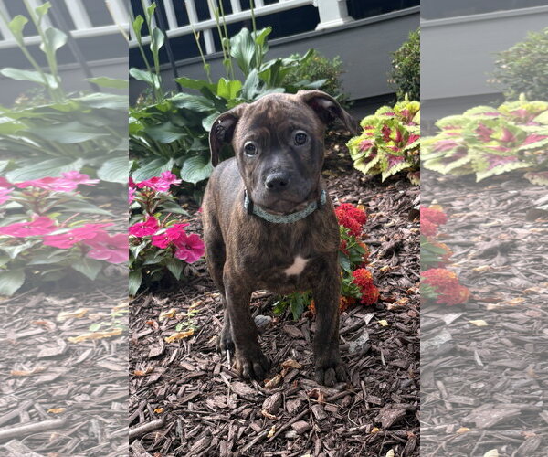 Medium Photo #2 Mutt Puppy For Sale in Clarkston, MI, USA