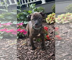 Small #1 Mutt