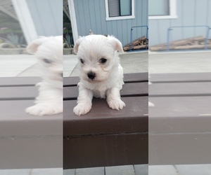 Maltese-Maltipoo Mix Puppy for sale in ROYAL OAKS, CA, USA