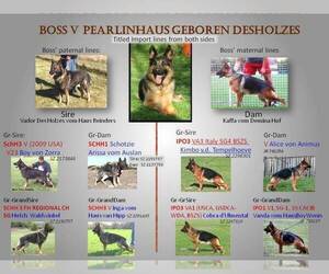Father of the German Shepherd Dog puppies born on 01/20/2025