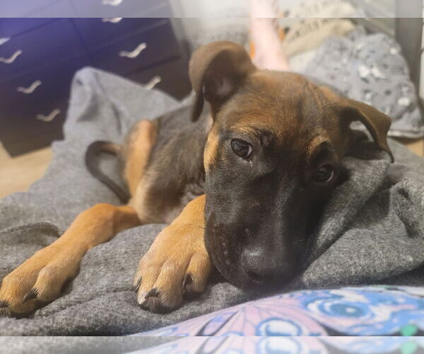 Medium Photo #4 Bullboxer Pit Puppy For Sale in MIDWAY, UT, USA