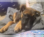 Small #3 Bullboxer Pit