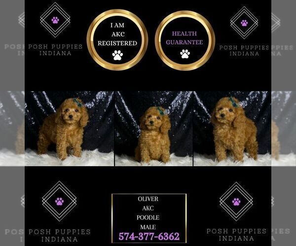 Medium Photo #7 Poodle (Toy) Puppy For Sale in WARSAW, IN, USA