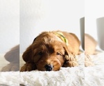 Small Photo #4 Australian Labradoodle Puppy For Sale in PORT ORCHARD, WA, USA