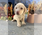 Small #3 Labrador Retriever