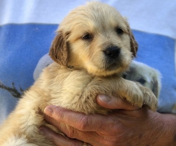 Medium Photo #1 Golden Retriever Puppy For Sale in MCCOMB, MS, USA