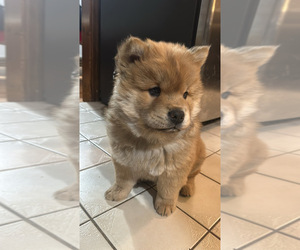 Chow Chow Puppy for sale in BRISTOL, CT, USA