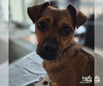 Small Photo #5 Chihuahua-Unknown Mix Puppy For Sale in Washington, DC, USA