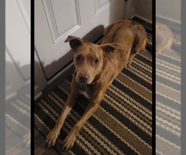 Medium Photo #2 Catahoula Leopard Dog Puppy For Sale in FRAMINGHAM, MA, USA