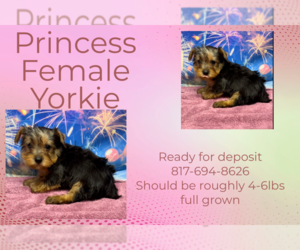 Yorkshire Terrier Puppy for sale in AZLE, TX, USA