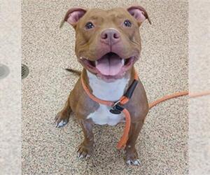 American Pit Bull Terrier Dogs for adoption in Springfield, MA, USA