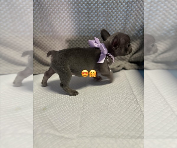 Medium Photo #11 French Bulldog Puppy For Sale in YUCAIPA, CA, USA