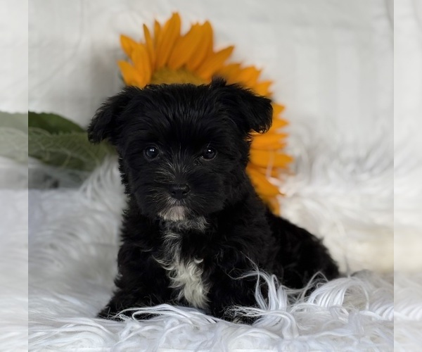 Medium Photo #11 Morkie Puppy For Sale in ROCK STREAM, NY, USA
