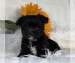 Small #10 Morkie