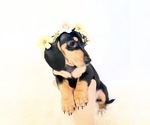 Small #9 Dachshund