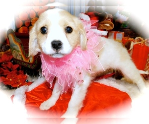 Cav-A-Mo Puppy for sale in HAMMOND, IN, USA