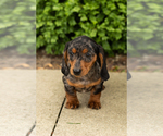 Small #2 Dachshund