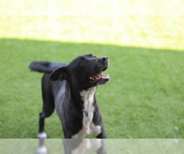 Medium Photo #2 Mutt Puppy For Sale in Grand Prairie, TX, USA