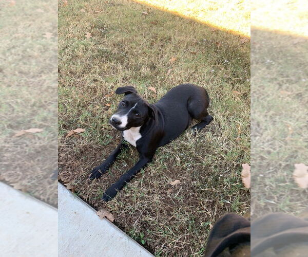 Medium Photo #2 Labrador Retriever-Mountain Cur Mix Puppy For Sale in Claremore, OK, USA