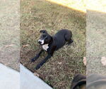 Small #1 Labrador Retriever-Mountain Cur Mix