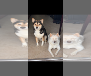 Father of the Shiba Inu puppies born on 11/15/2019